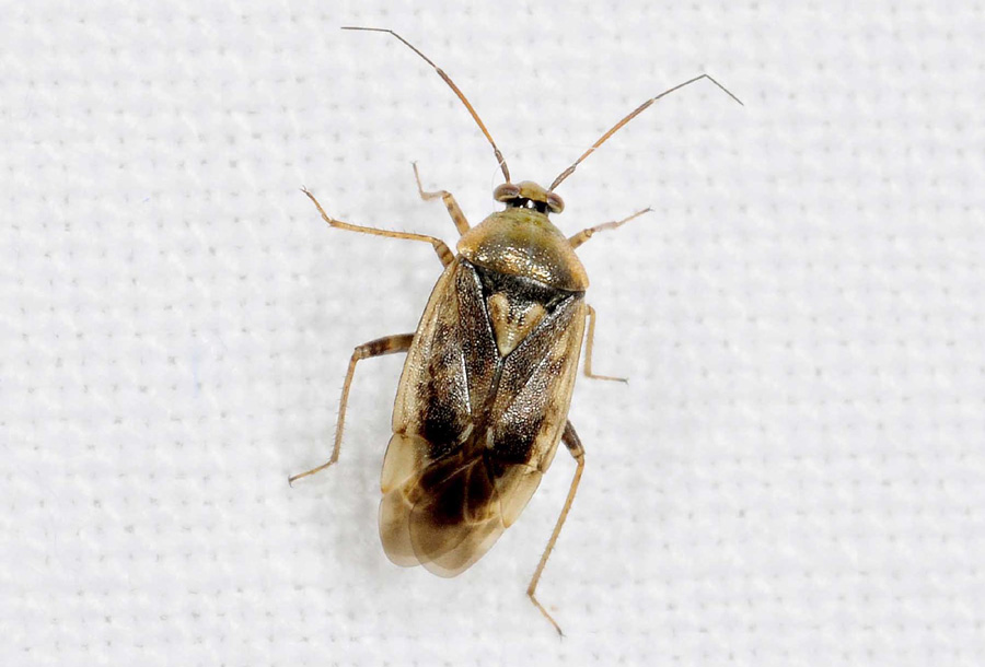 Miridae: Lygus rugulipennis e Pinalitus cervinus